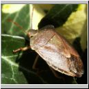 Piezodorus prasina - Baumwanze 01.jpg